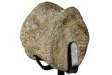 Fossil Mosasaur Vertebra w/ Metal Stand - Texas #316042-1